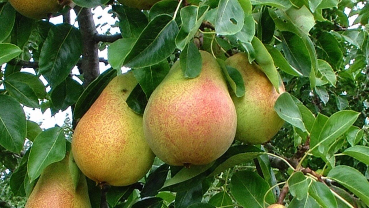 Peras conferencia en un árbol en la comarca del Bierzo