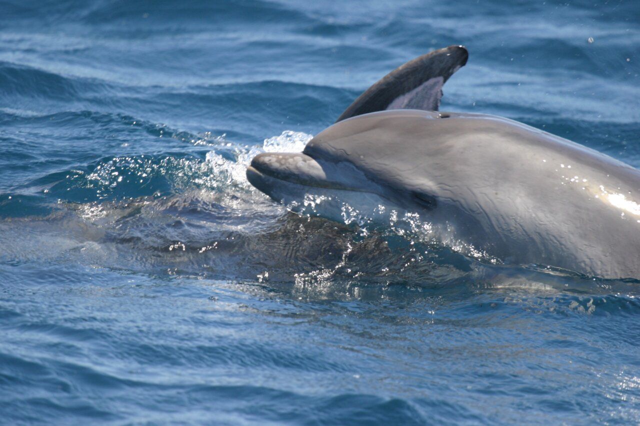 Delfín mular nadando en el océano, parte del estudio marino.