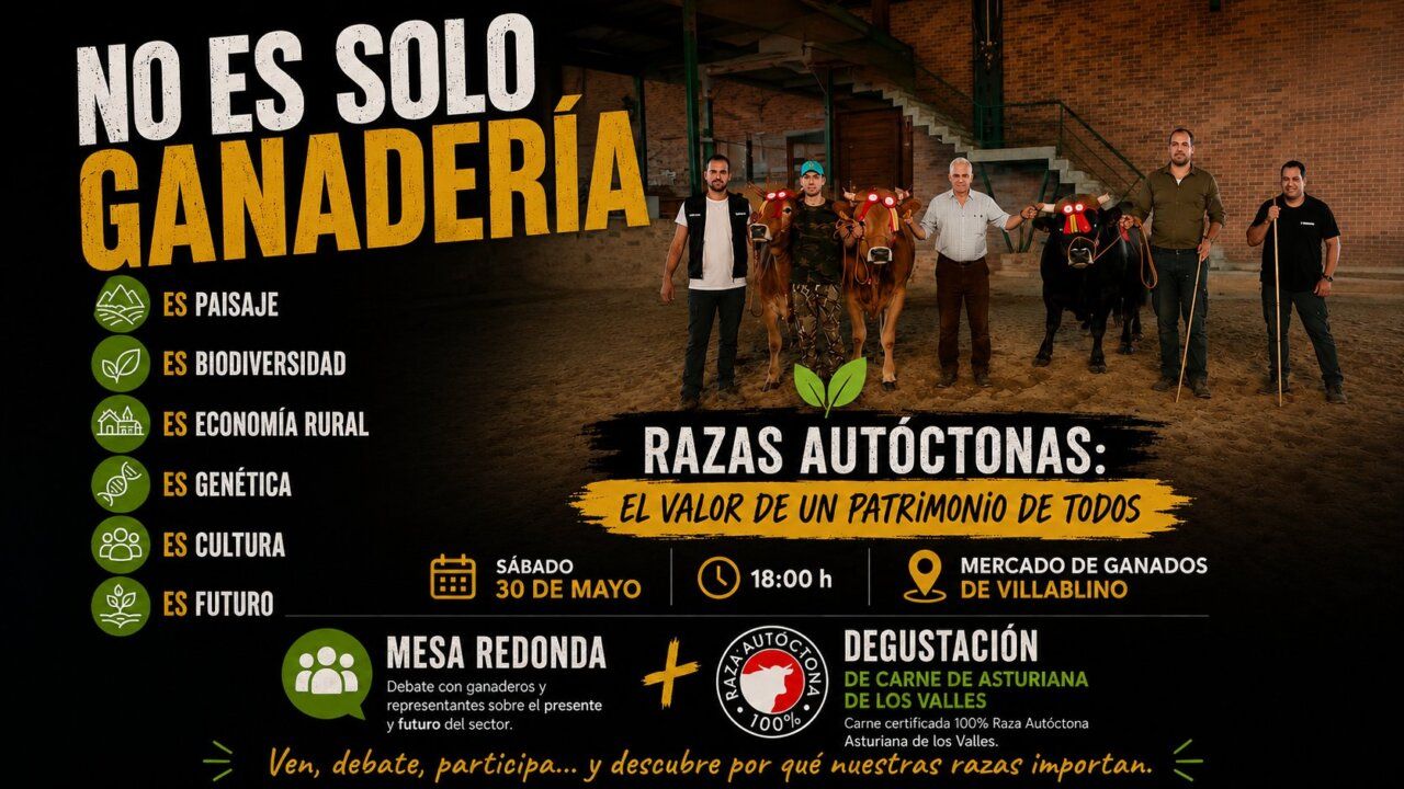 Evento de ganadería en Villablino con ejemplares de raza Asturiana