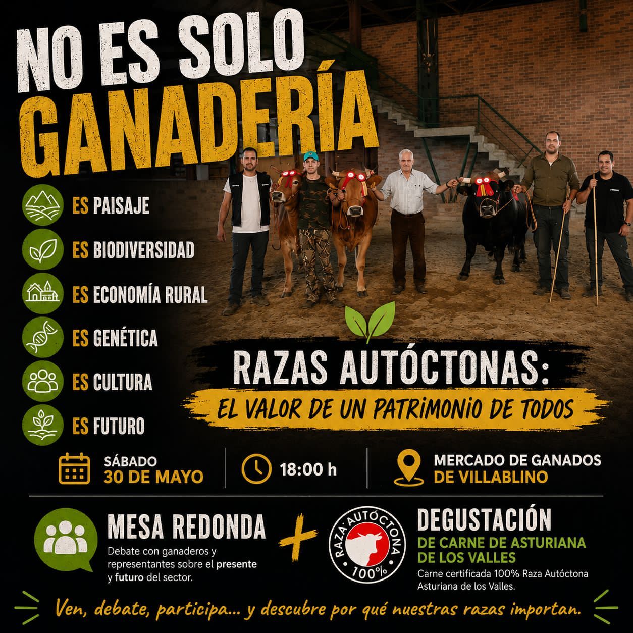 Evento de ganadería en Villablino con ejemplares de raza Asturiana