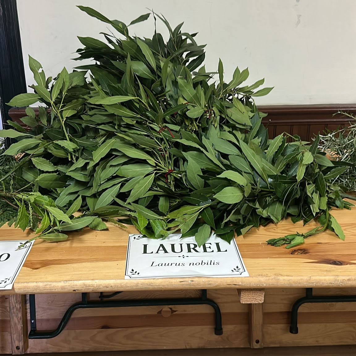 Ramilletes de laurel y otras plantas en el Taller de las 7 Plantas en Toreno