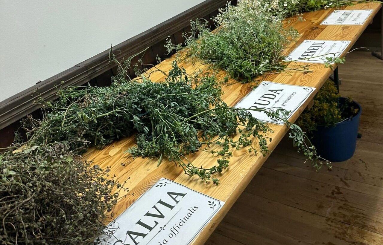 Mesa con hierbas y plantas para el Taller de las 7 Plantas en Toreno
