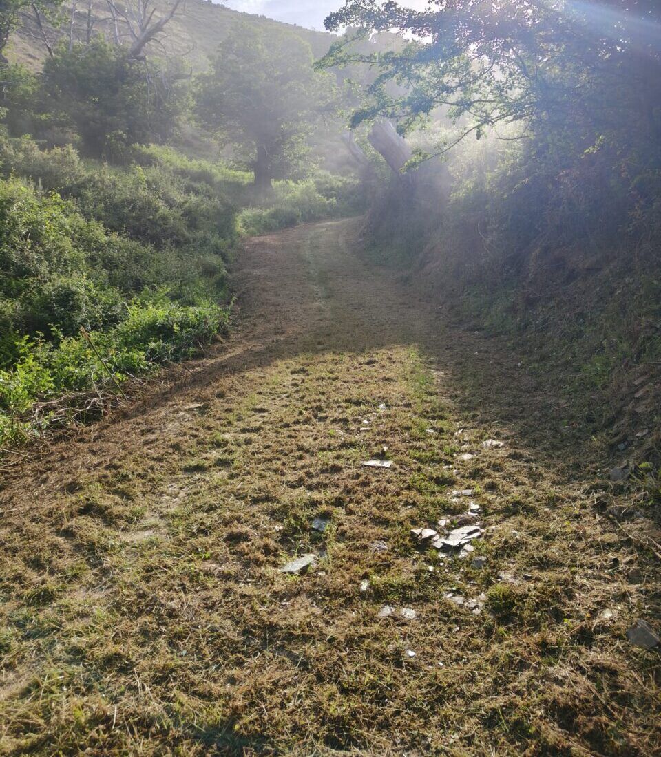 Camino desbrozado en Valdueza con vegetación y árboles