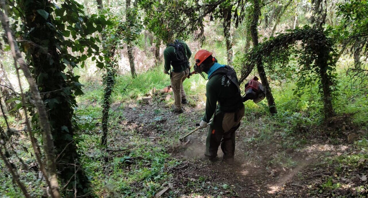 Trabajadores realizando labores de desbroce en un bosque en San Andrés de Montejos