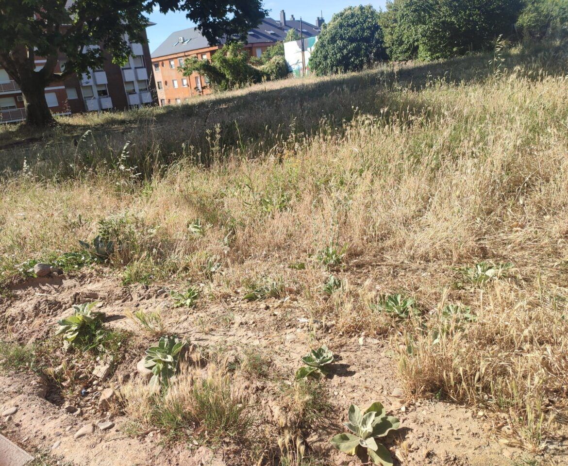 Parcela descuidada en Ponferrada con vegetación alta y seca