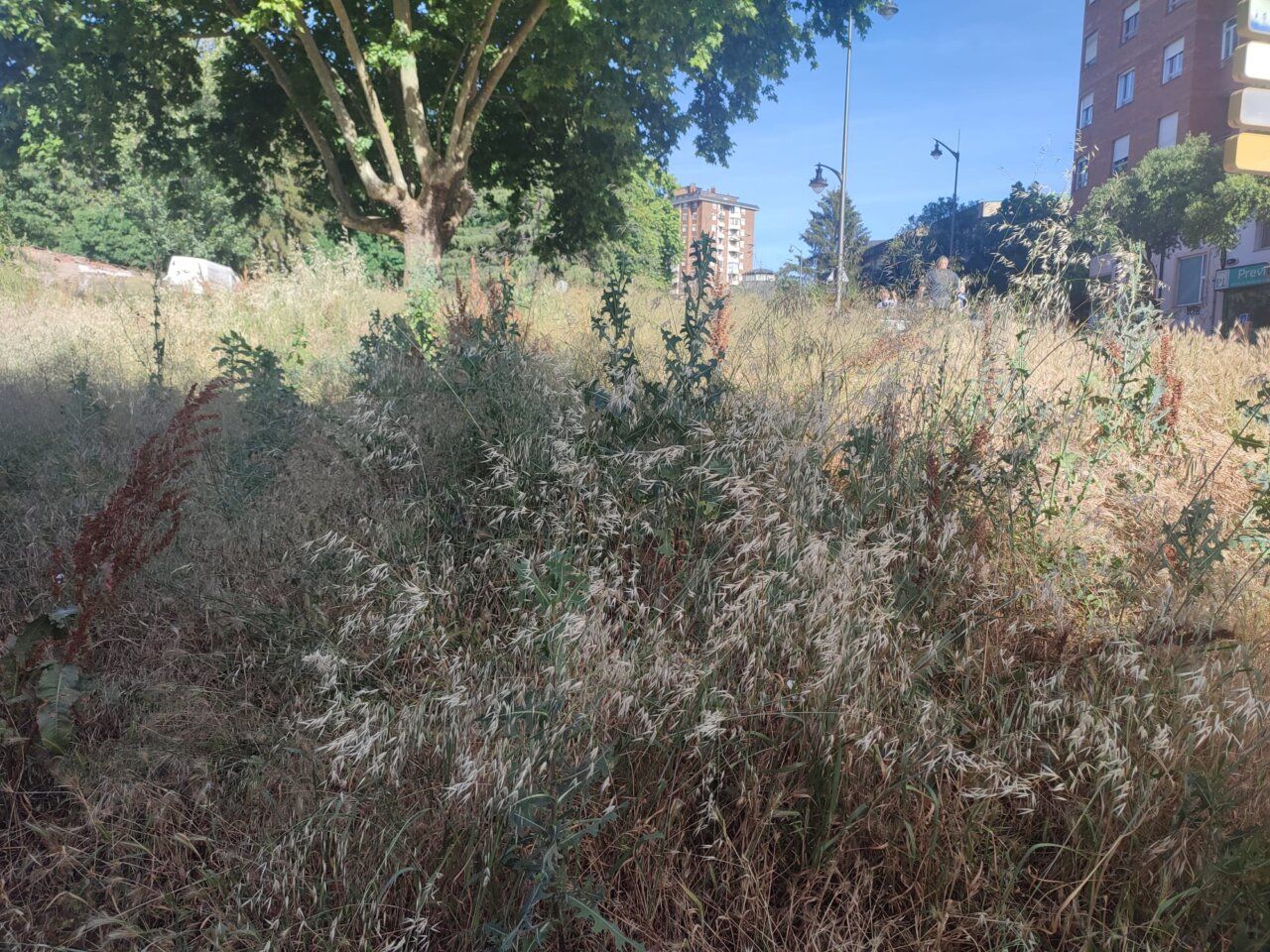Parcelas abandonadas en Ponferrada con vegetación alta y descontrolada