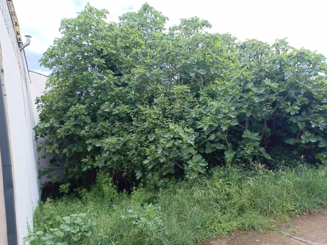 Maleza densa y arbustos en solares abandonados en Turienzo Castañero