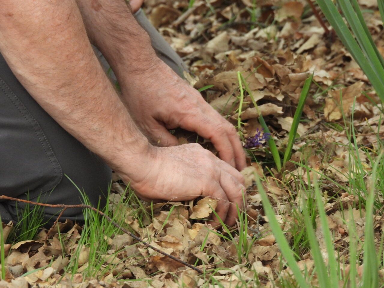 Manos cuidando plantas en un entorno natural de bosque