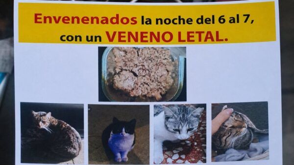 Cartel informativo sobre envenenamiento de gatos en el barrio de los Judíos