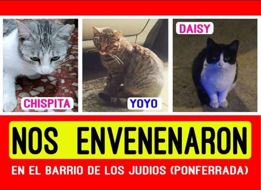 Cartel sobre envenenamiento de gatos en el barrio de los Judíos