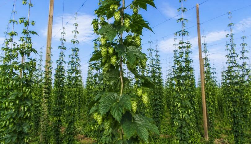 Cultivo de lúpulo en Carrizo de la Ribera, León.