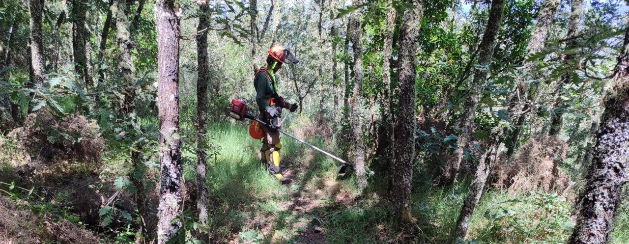 Trabajador realizando labores de desbroce en un sendero forestal