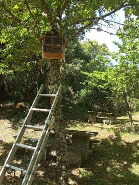 Casa para insectos instalada en un árbol en Las Médulas