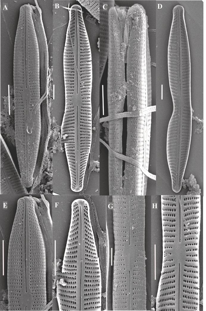 Imagen microscópica de la nueva especie de alga Craticula scientiacivica