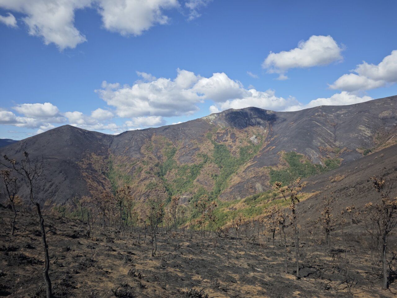 Vista de un paisaje afectado por incendios forestales en 2025