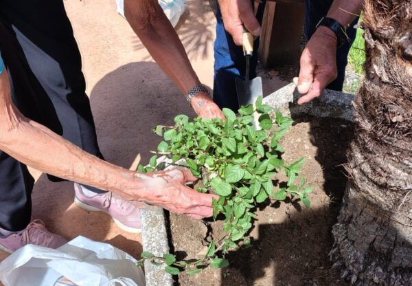 Personas mayores y niños plantando en un jardín intergeneracional