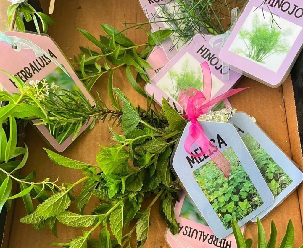 Plantas aromáticas con etiquetas en una actividad de aromaterapia