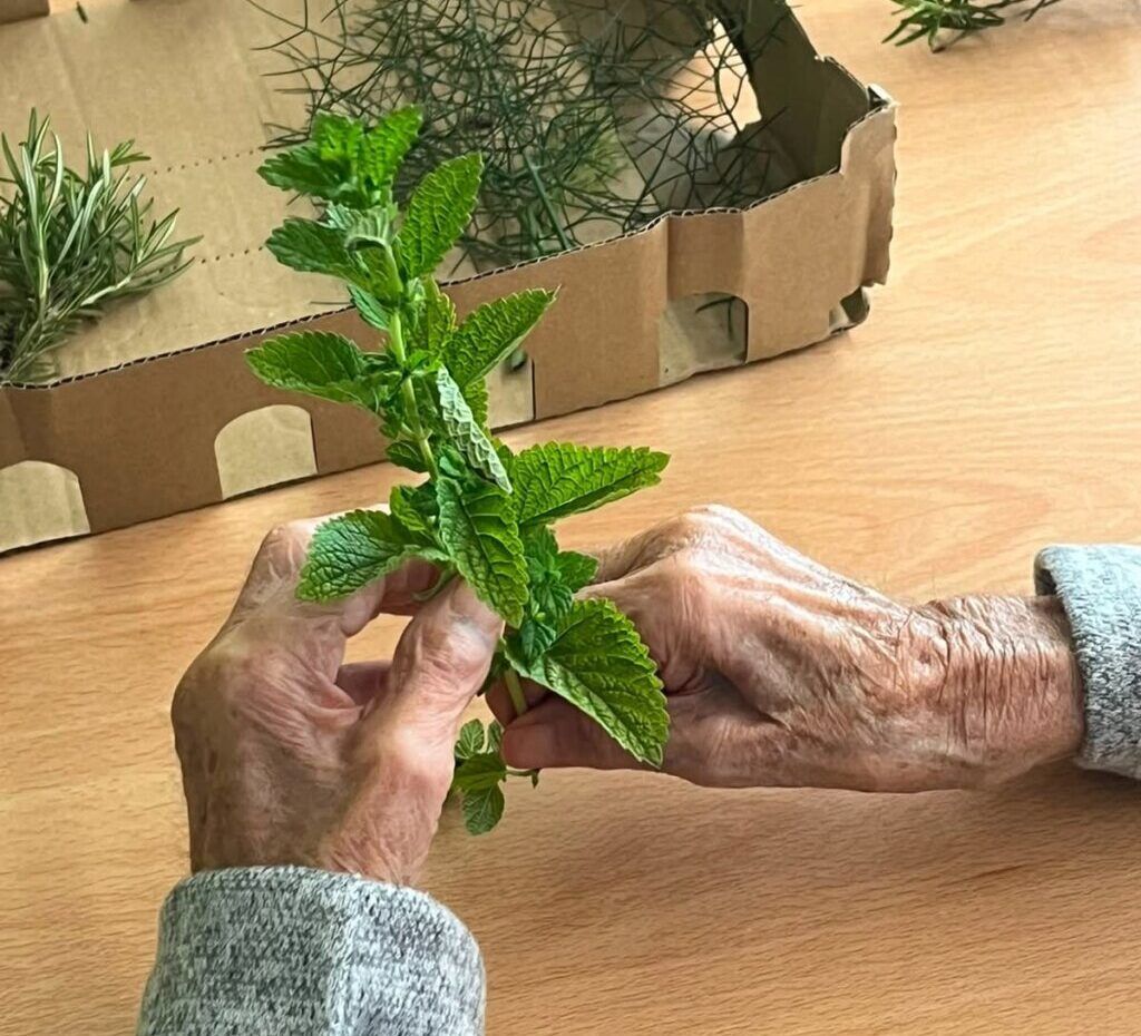 Manos de una persona mayor sosteniendo hierbas aromáticas en una mesa