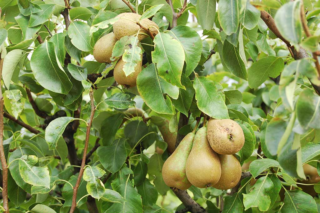 Pera del Bierzo creciendo en un árbol con hojas verdes
