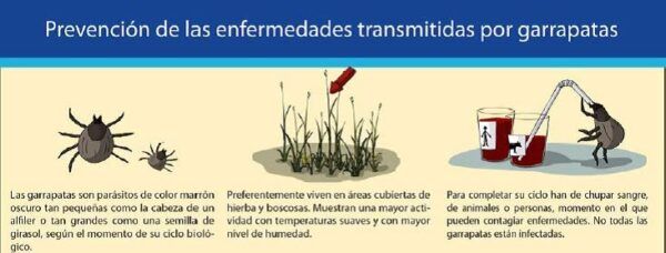 Infografía sobre prevención de garrapatas y sus picaduras