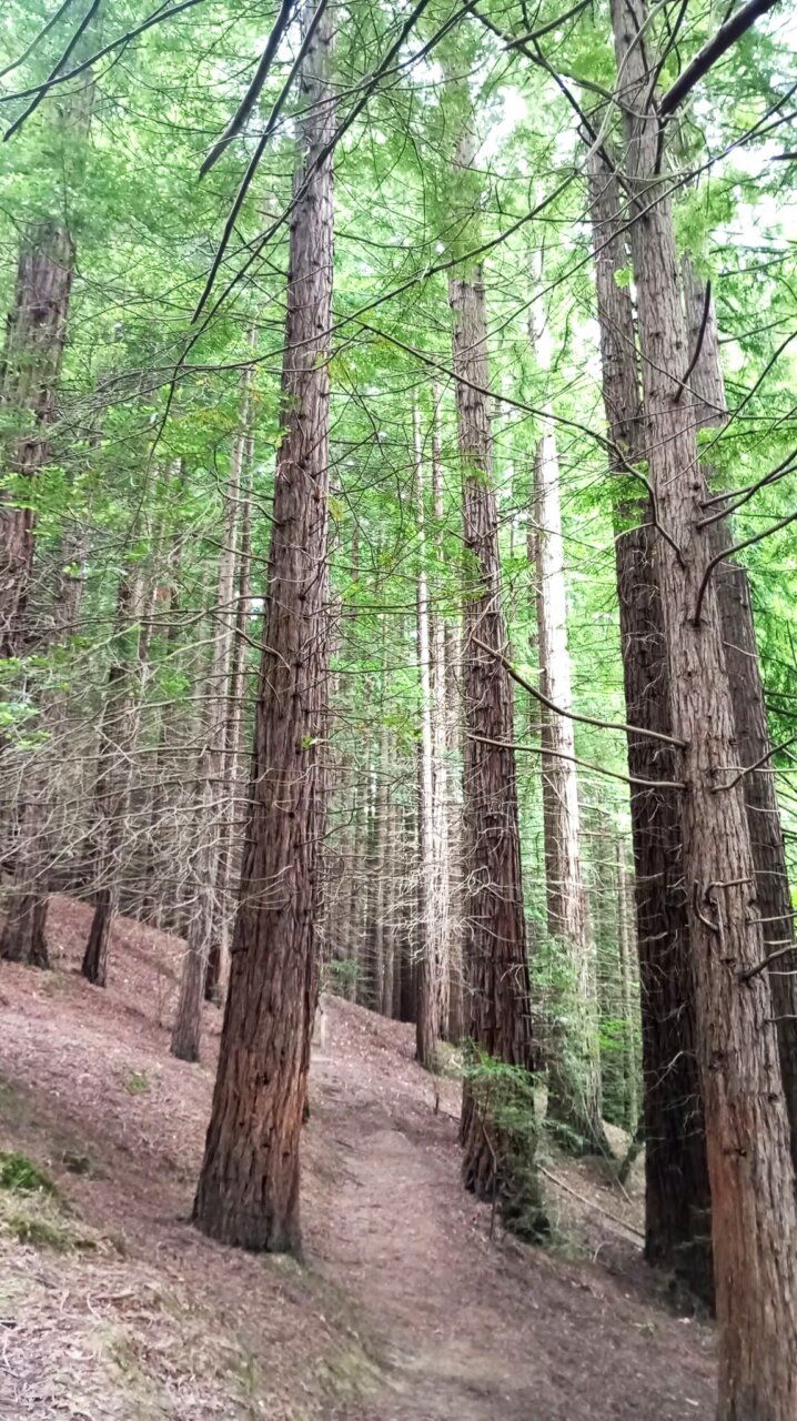 Bosque de secuoyas con sendero en Oviedo