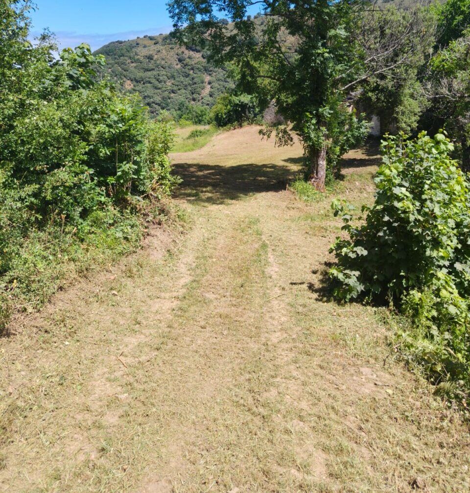Camino desbrozado en la localidad de Valdueza con vegetación alrededor
