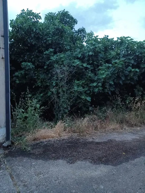 Solares abandonados en Turienzo Castañero con maleza seca
