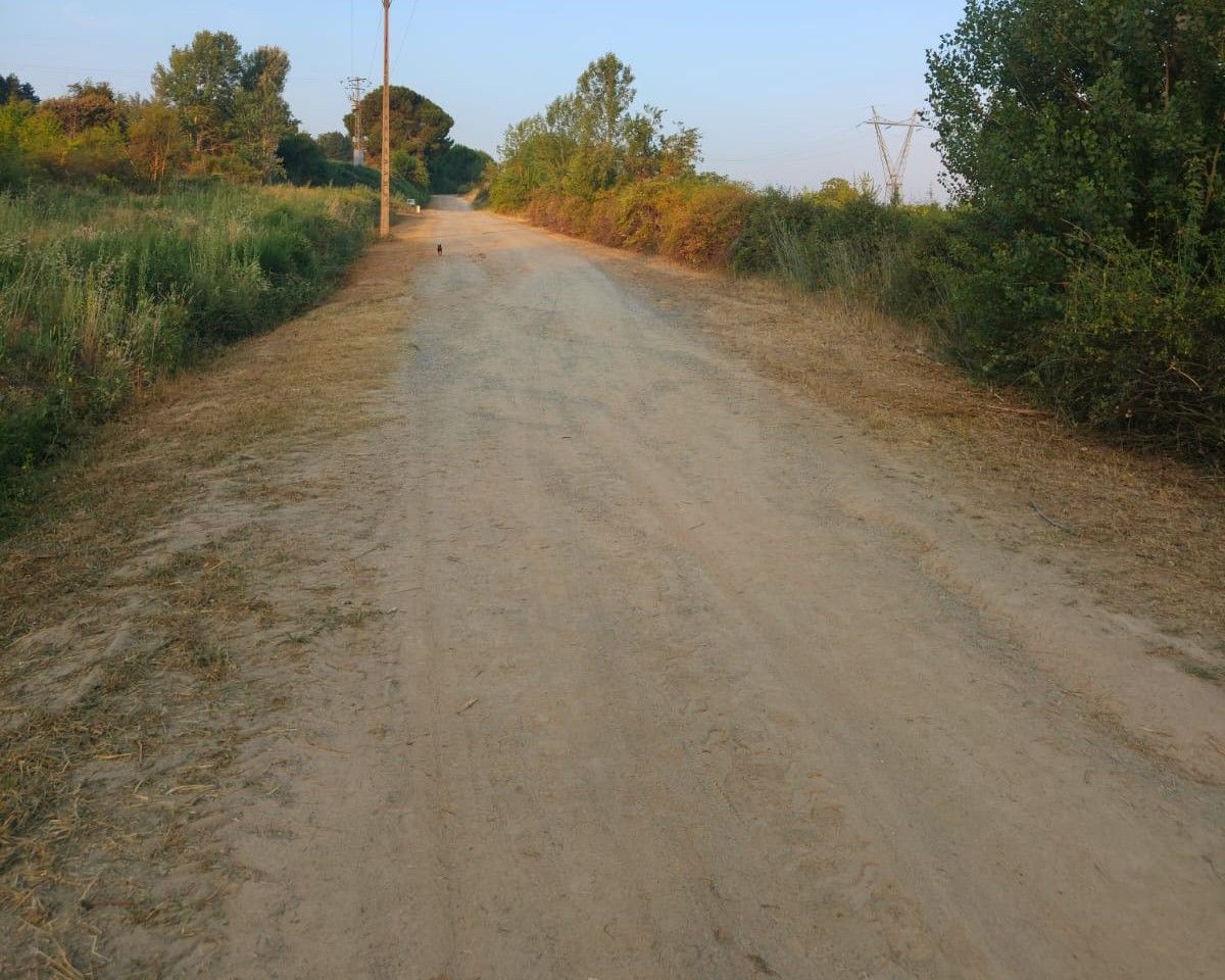 Camino de tierra en Campo Escaril con vegetación a los lados