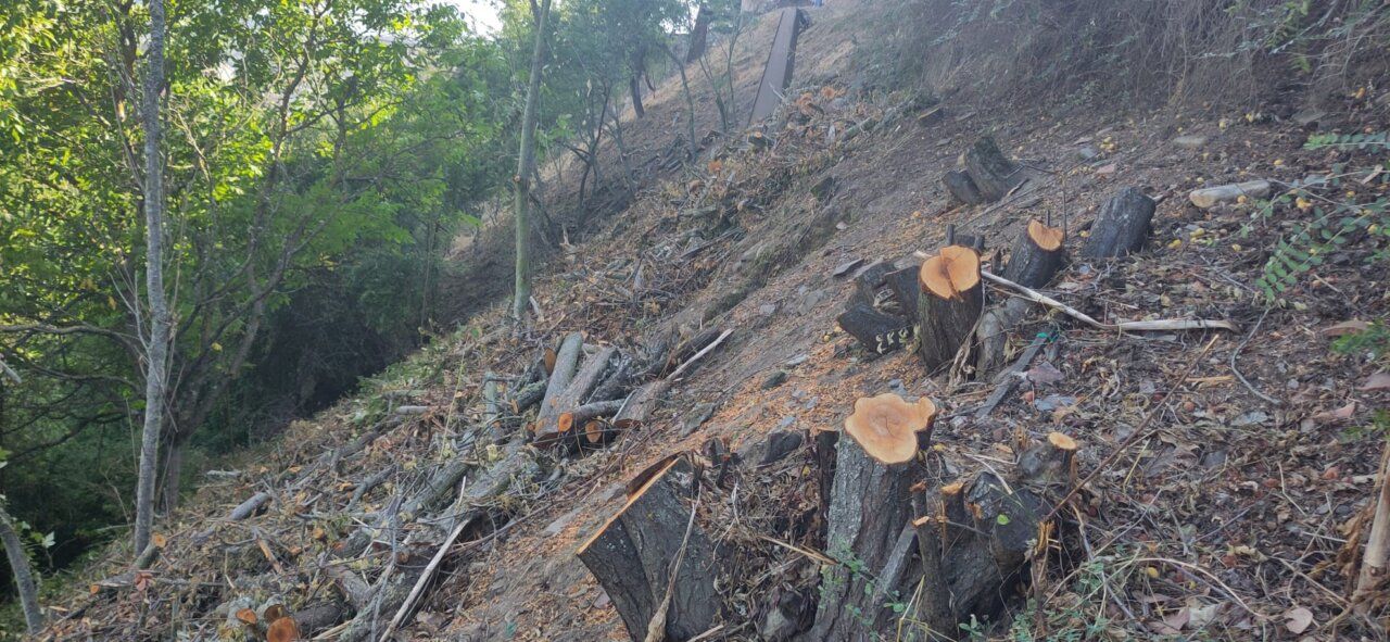 Zona afectada por desbroce en la ladera del Castillo de los Templarios