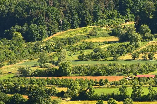 Vista de frutales en un paisaje agrícola con árboles y campos verdes
