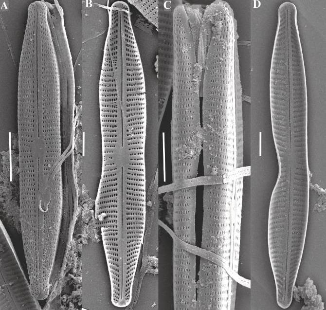 Micrografía electrónica de bacterias en estudio por investigadores de la ULE