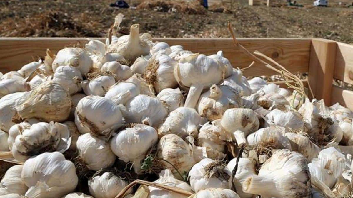 Cosecha de ajos en el Mercado de Ajos de Bembibre