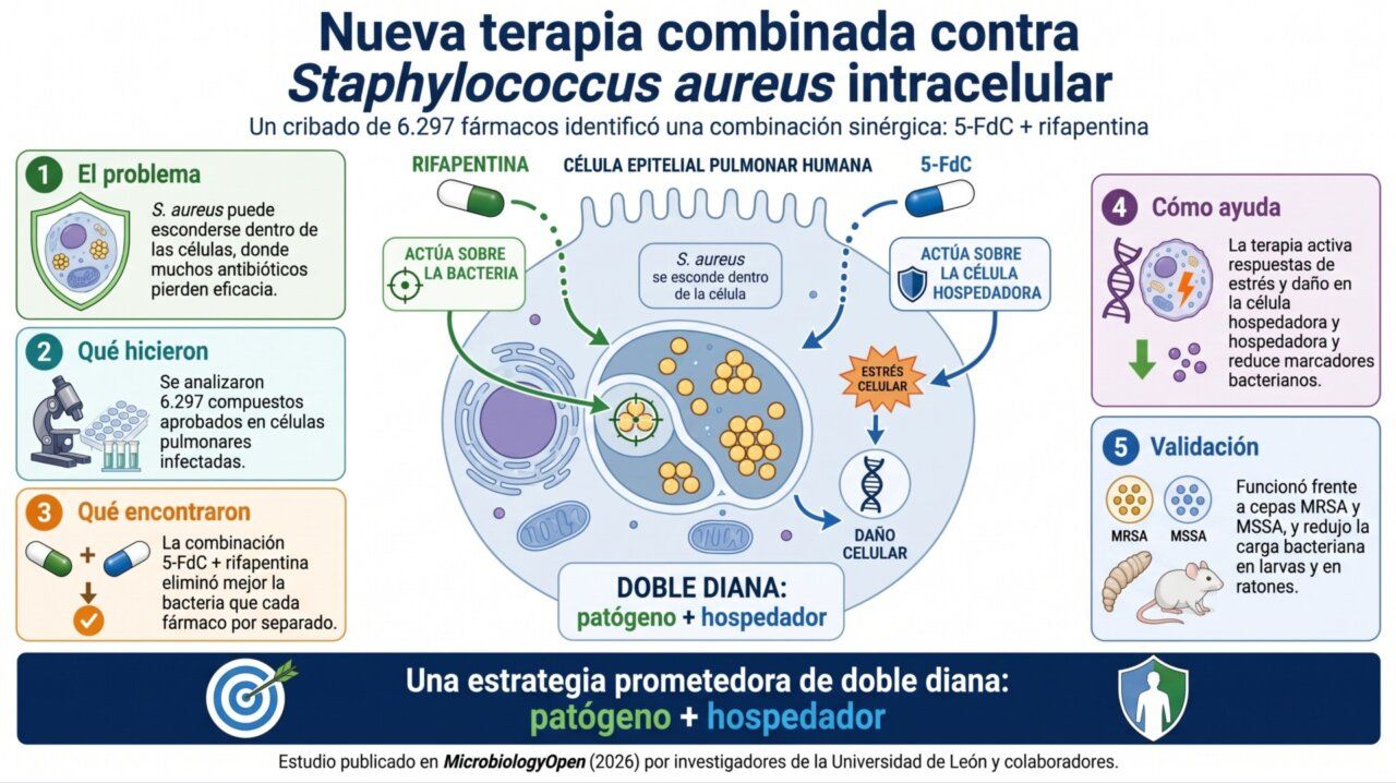 Infografía sobre nueva terapia combinada contra Staphylococcus aureus