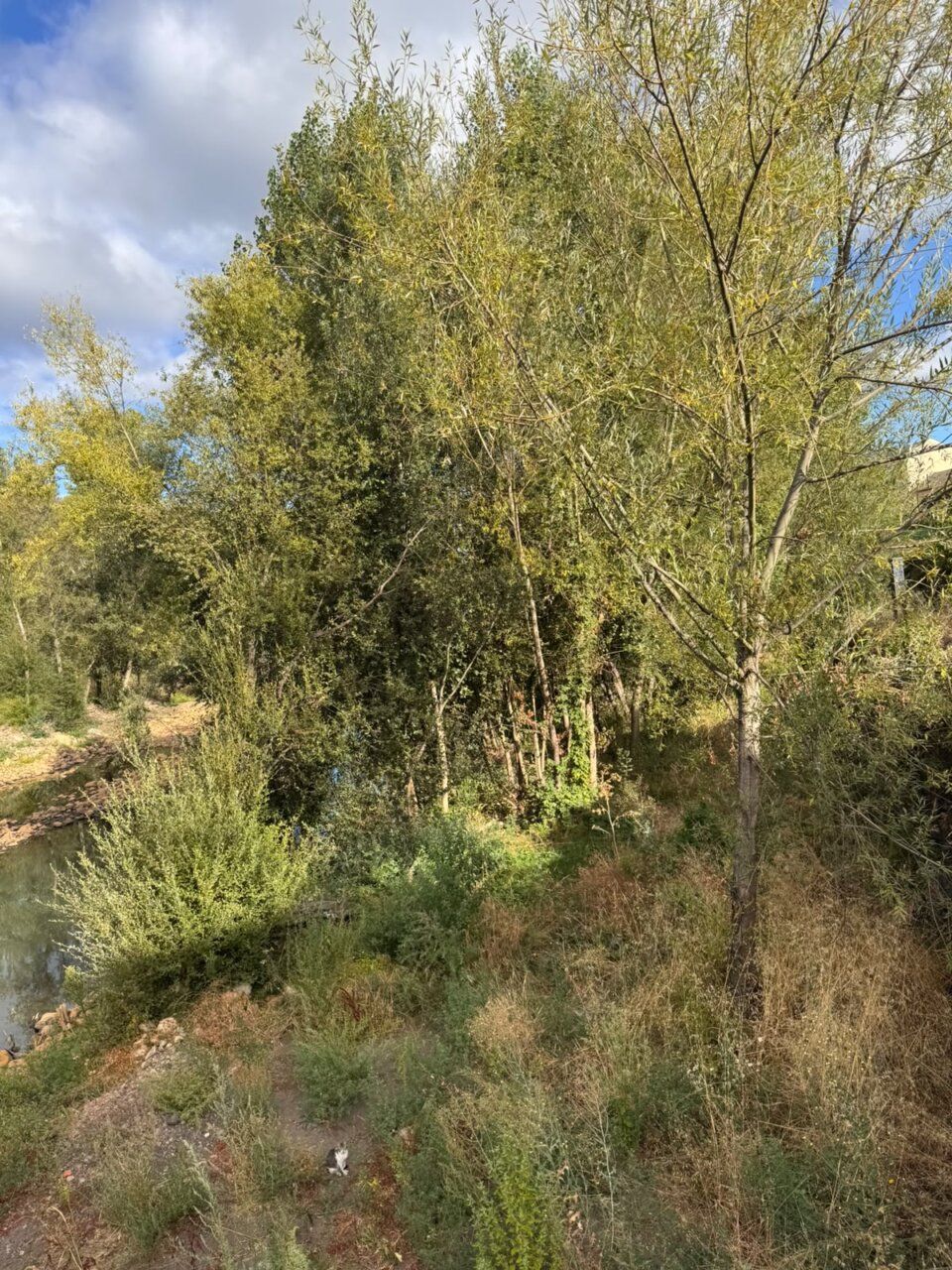 Vista del río Boeza rodeado de vegetación densa y maleza en Bembibre