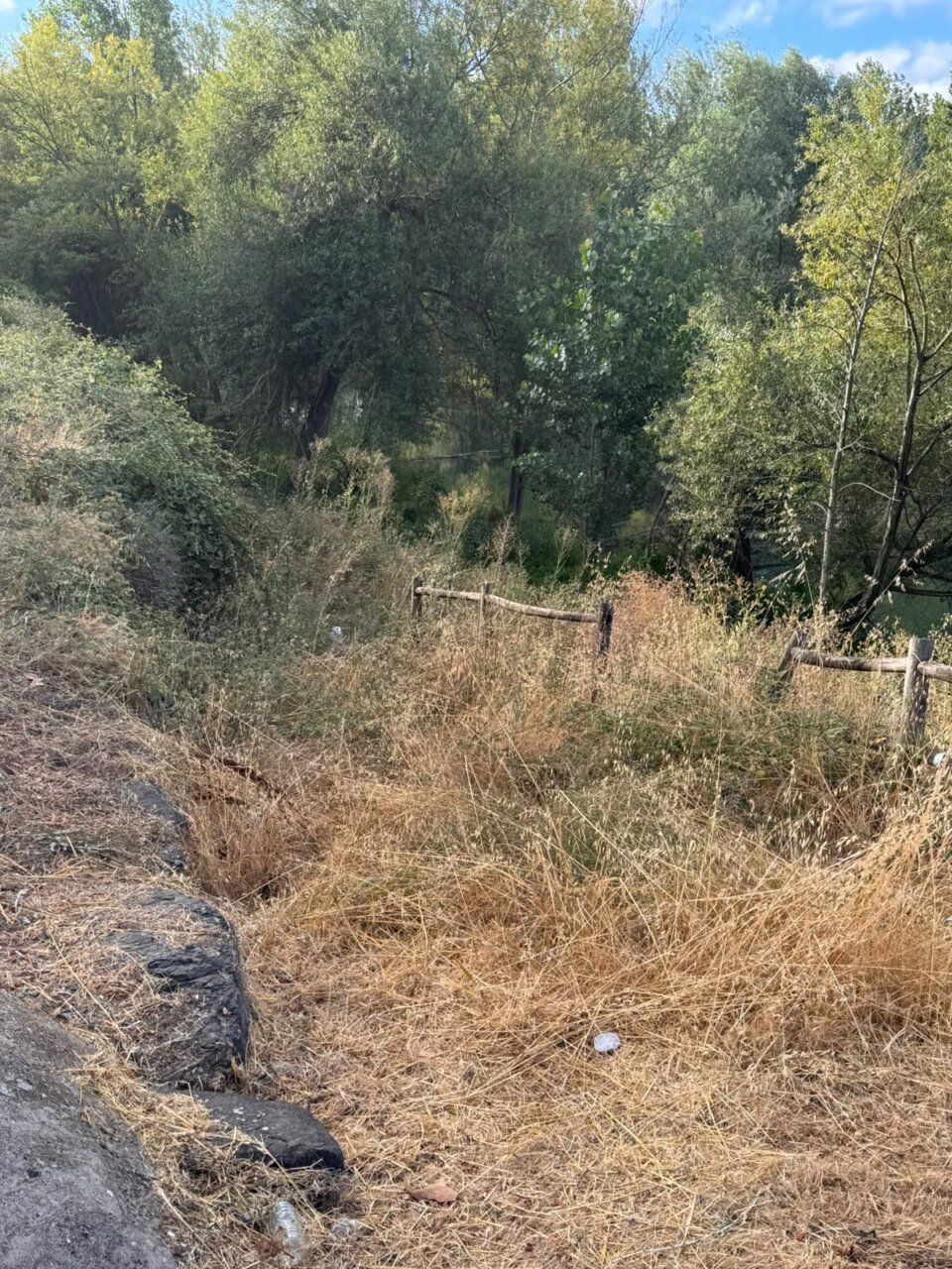 Vista del río Boeza en Bembibre con vegetación descontrolada