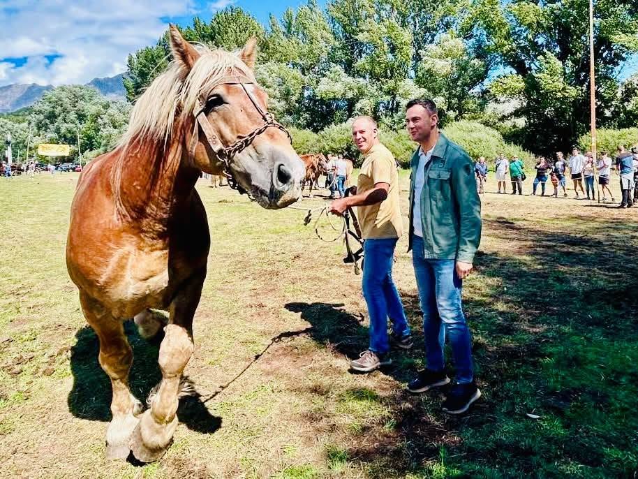 Caballo Hispano-Bretón en concurso con participantes y público