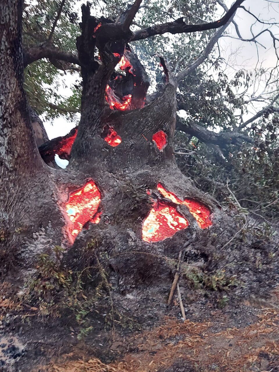Árbol dañado por incendio en Villafranca del Bierzo con llamas visibles