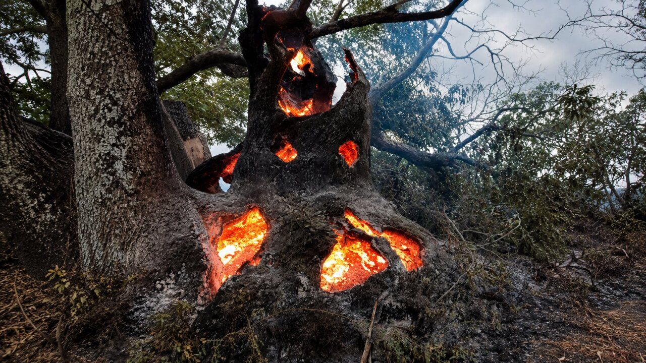 Árbol dañado por incendio forestal con llamas visibles en su interior.