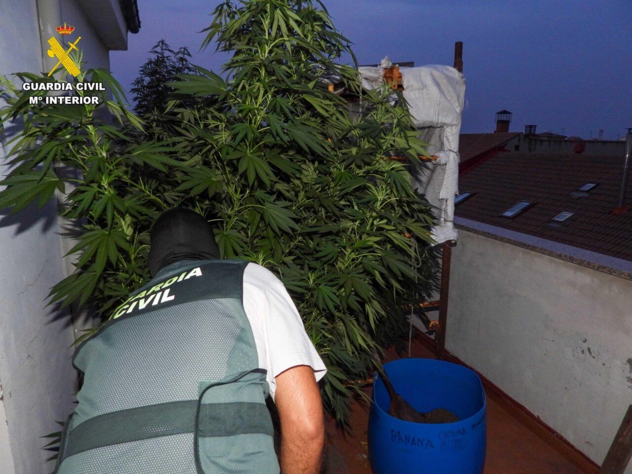Agente de la Guardia Civil inspeccionando plantas de cannabis en un balcón