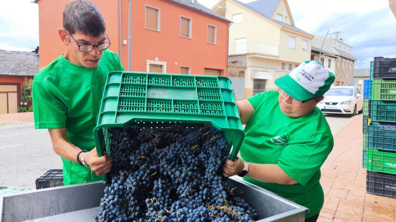 Personas trabajando en la vendimia con cajas de uva en un viñedo
