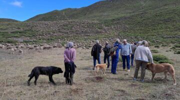 Pastores, ganaderos y técnicos se reúnen en Babia para analizar el papel de los perros en el pastoreo