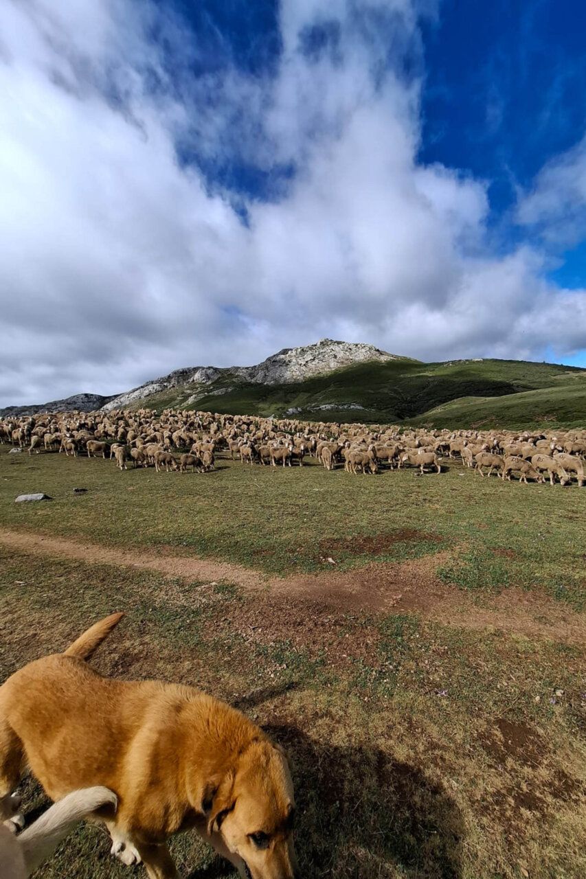 Perros pastores trabajando con un rebaño de ovejas en Babia.