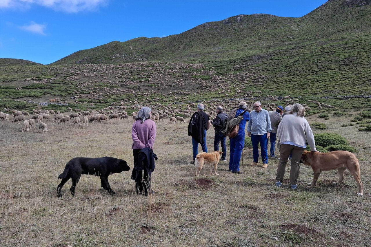 Grupo de pastores y perros en Babia durante jornada de trabajo