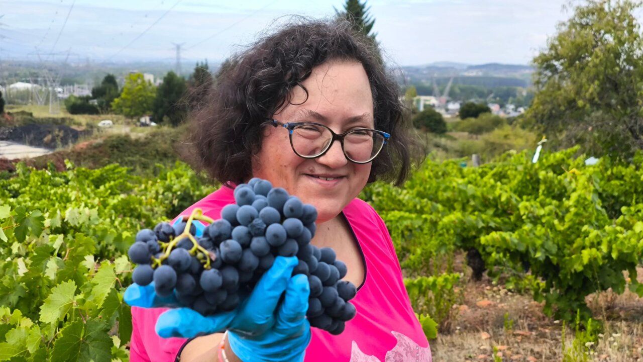 Persona sosteniendo racimos de uva en un viñedo durante la vendimia.