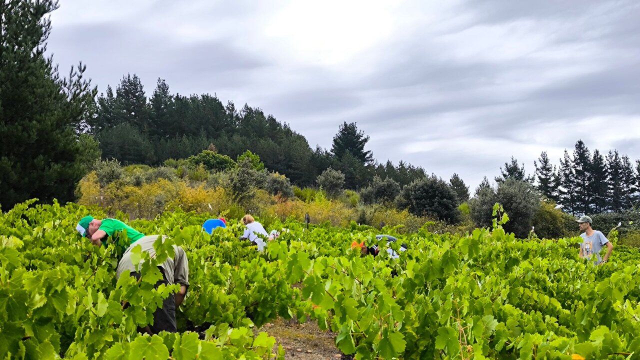 Personas trabajando en la vendimia recolectando uvas en un viñedo
