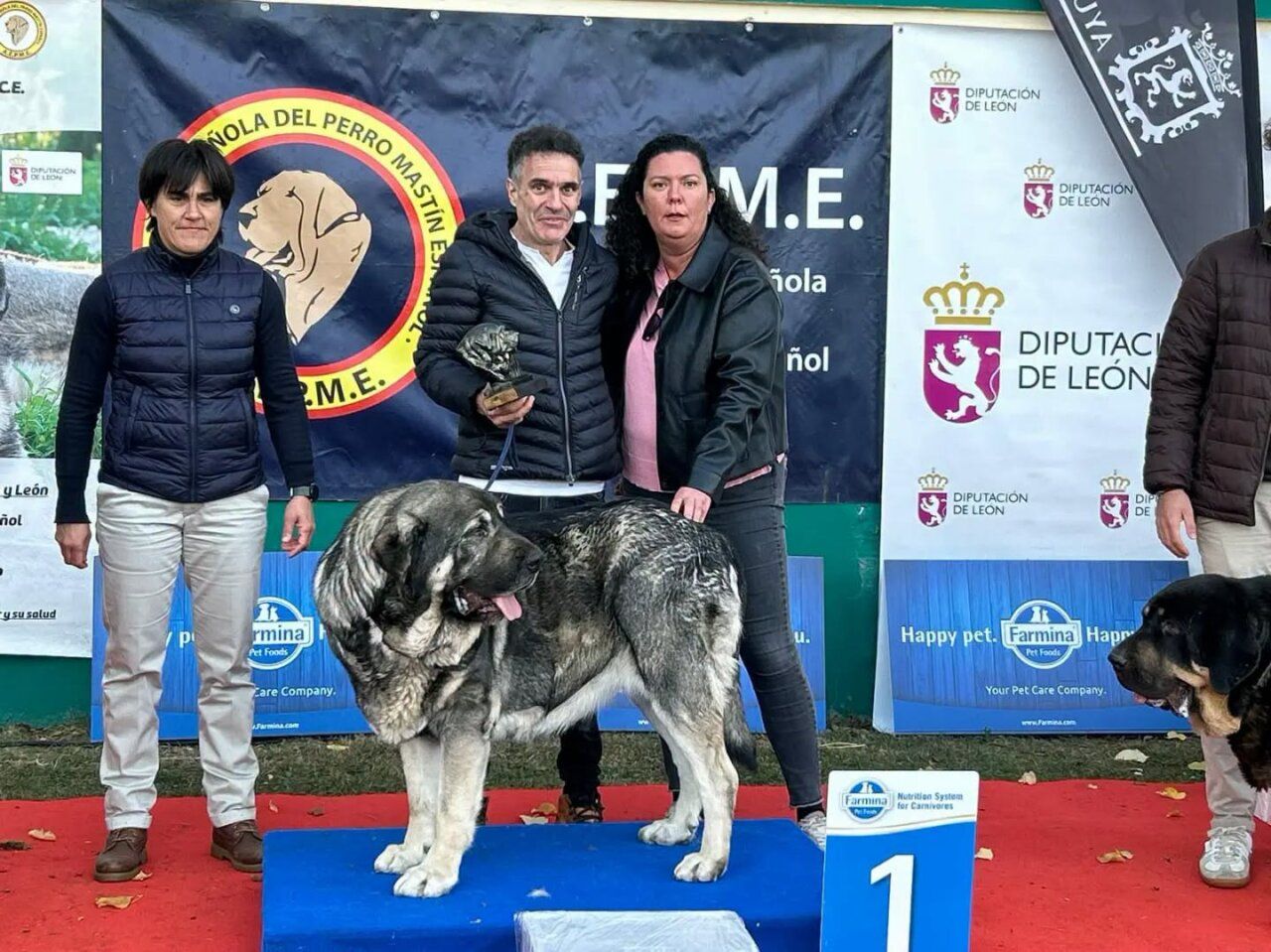 Un mastín español sobre un podio azul, con tres personas detrás y una placa con el número uno.
