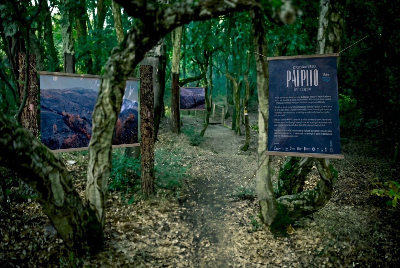 Paneles fotográficos de la exposición Pálpito junto a un sendero arbolado
