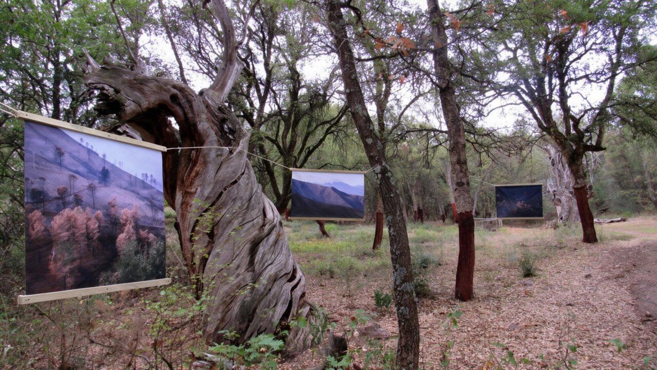Fotografías de paisajes cuelgan entre árboles junto a un gran tronco retorcido.