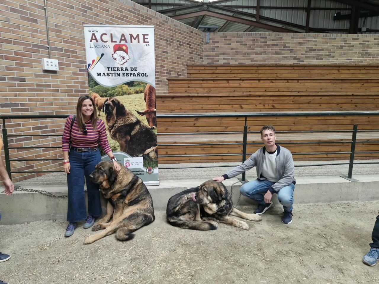 Personas junto a mastines españoles en evento ganadero en Laciana