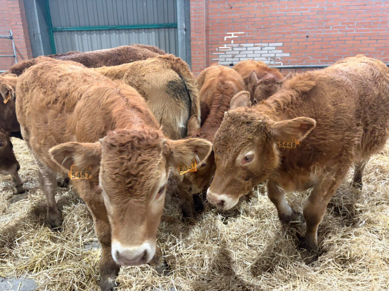 Vacas de la raza mantequera leonesa en un establo